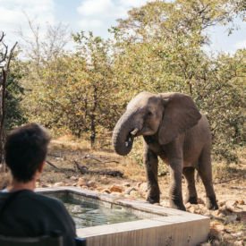 Accommodatie met plungepool en drinkende olifant in Zuid Afrika