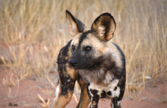 Afrikaanse wilde hond