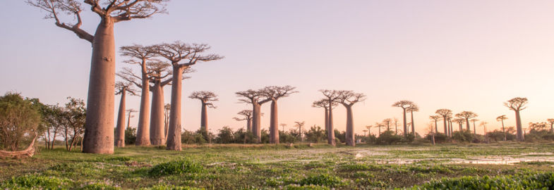 Rondreis op Madagascar baobab bomen