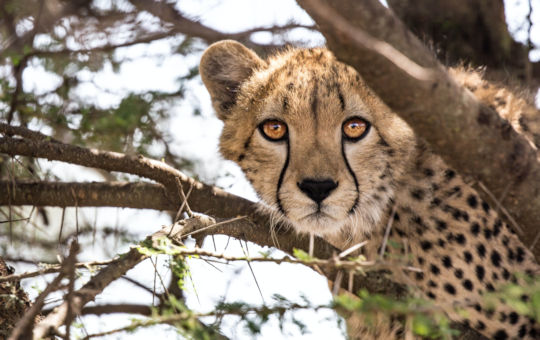 Cheeta in boom tijdens safari in Afrika