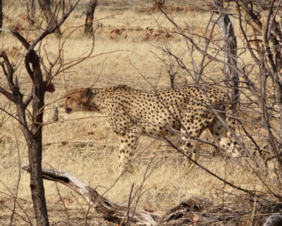 Cheeta tijdens safari in Hwange National Park