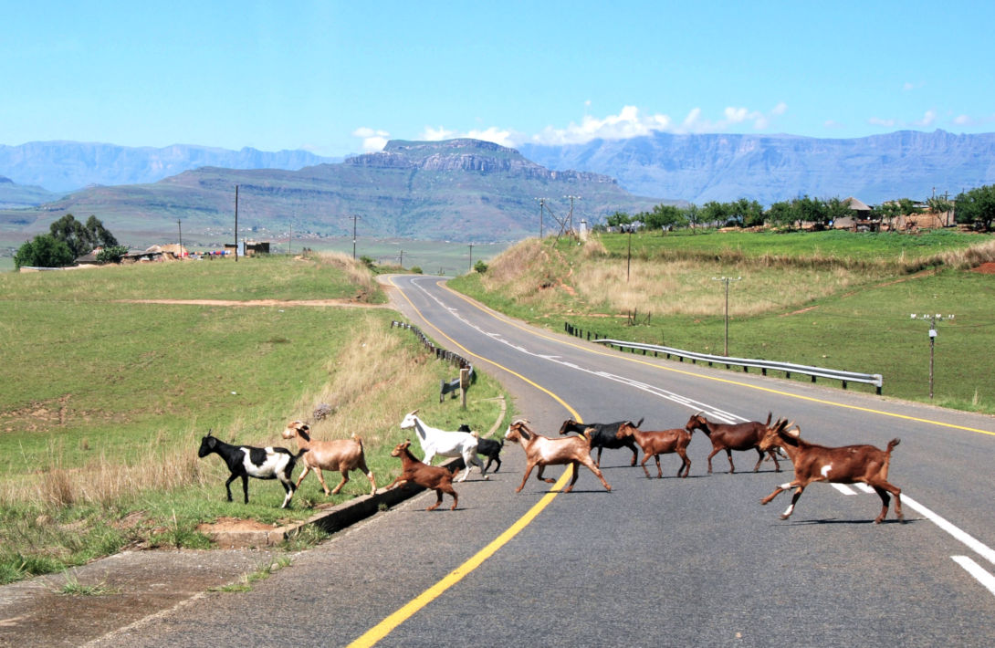 Geiten op de weg in Zuid Afrika