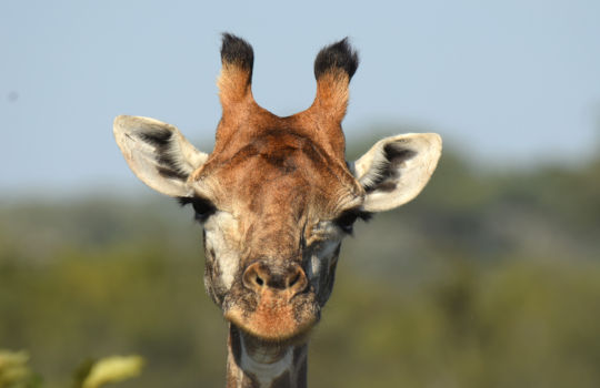 Giraffe in Zuid-Afrika