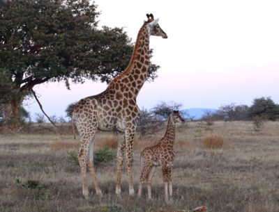 Giraffe met kalfje tijdens safari in Zuid Afrika 1