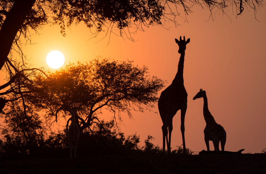 Giraffen bij Hoanib Skeleton Coast Camp