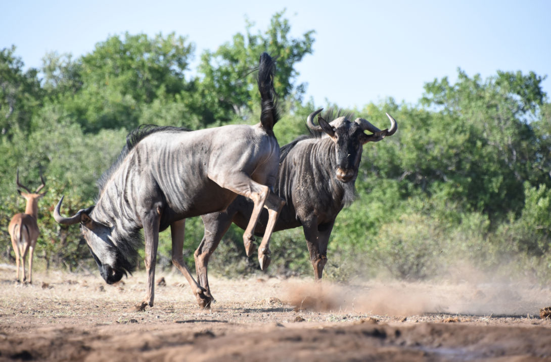 Gnoes in hetTuli Block in Botswana