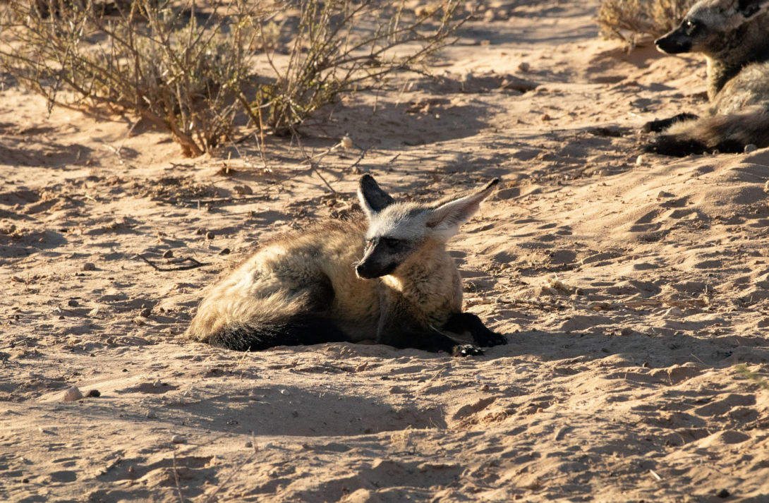 Grootoorvos in het Kgalagadi Transfrontier Park