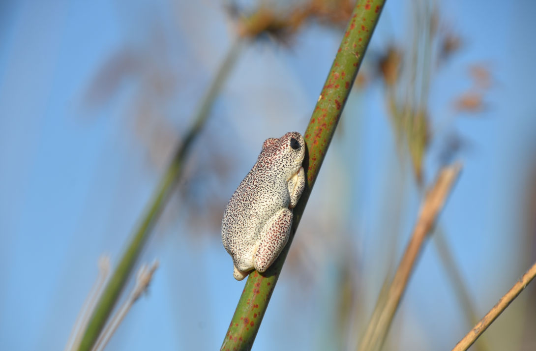 Kikkertje in de Okavango Delta