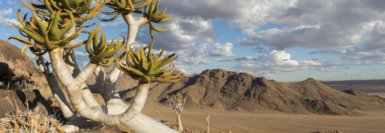 Landschap met kokerbomen in Namibie