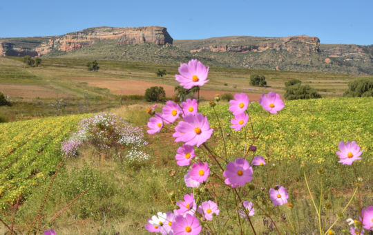 Landschap tijdens natuur reis door de Vrijstaat in Zuid Afrika