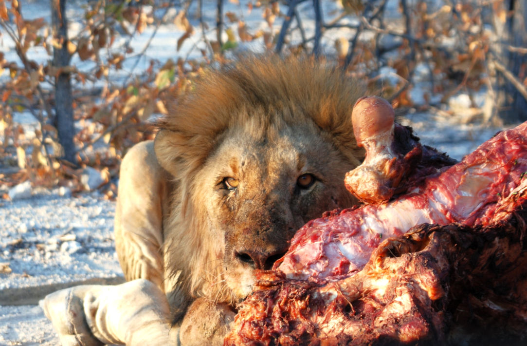 Leeuw met prooi in Etosha National Park in Namibie