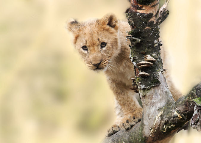 Leeuwenwelpje tijdens safari reis in Afrika