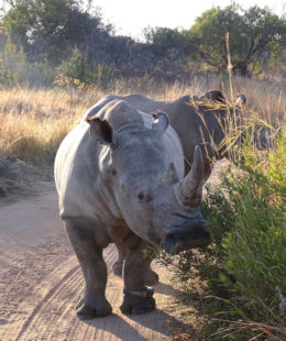 Neushoorns in wildpark in Zuid-Afrika