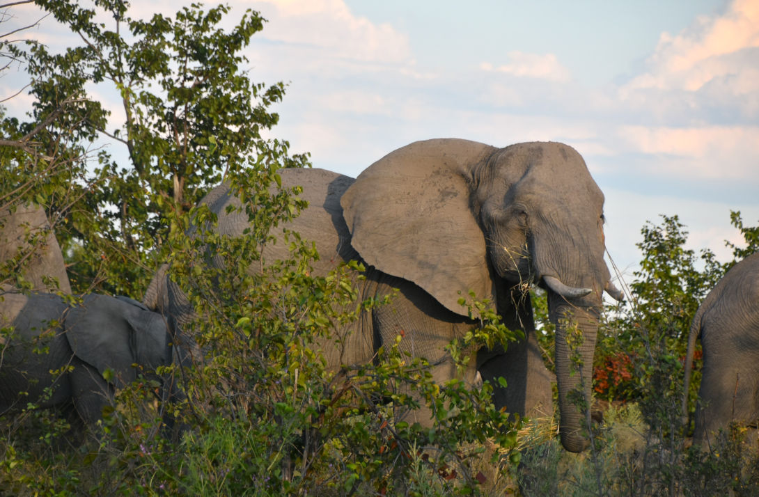 Olifanten bij het Chobe National Park