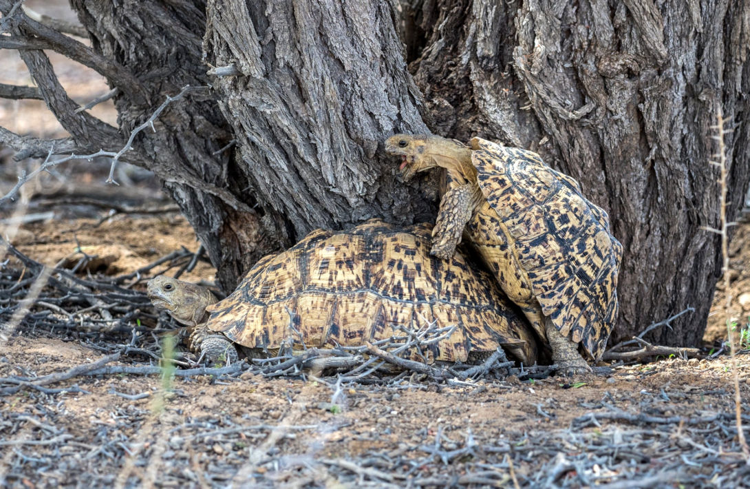 Schildpadden in de Kgalagadi