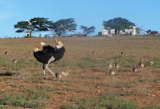 Tip voor Zuid Afrika reizen verblijf bij de boer