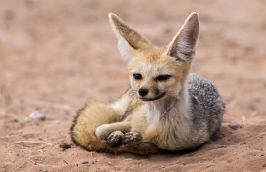 Vosje in de Kgalagadi een van de verborgen juweeltjes van Zuid Afrika