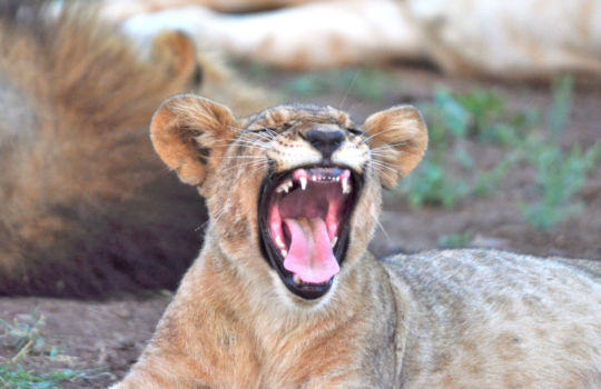 Welpje in Botswana