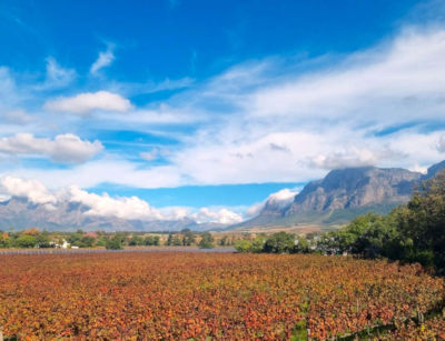 Wijngaarden in de herfst in de Wijnlanden van Zuid Afrika