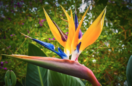 Algemene informatie - bloemen in Zuid-Afrika