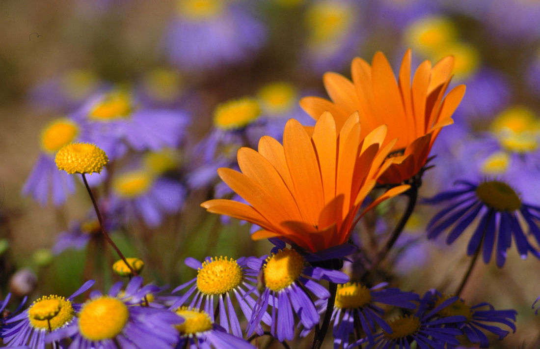 Bloemen in de lente in Zuid-Afrika