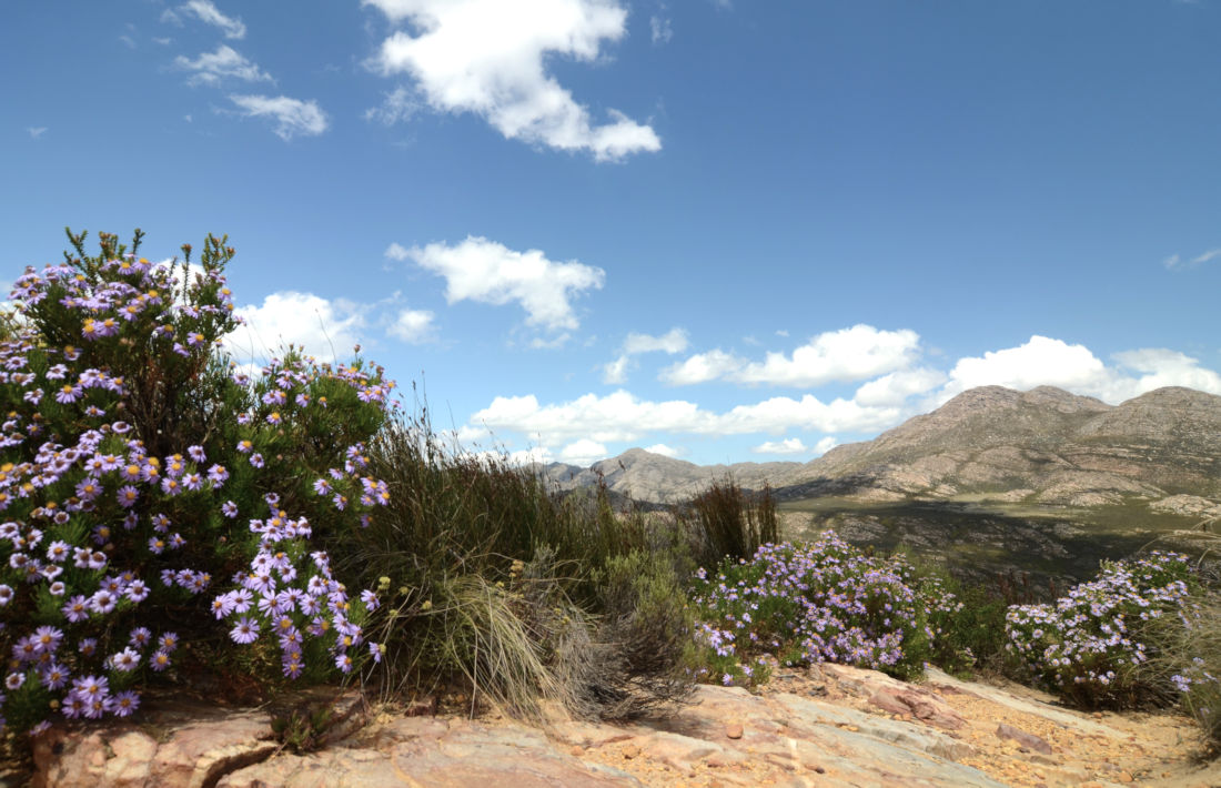 Bloemen langs de Swartberg Pas in Zuid Afrika