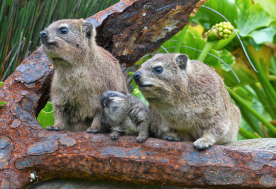 Dassies in de Tuinroute