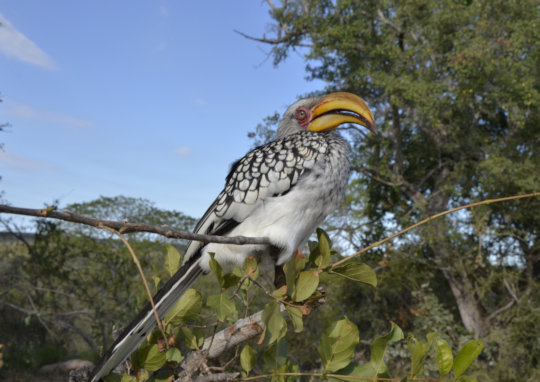 Geelbekneushoornvogel tijdens safari in Zuid-Afrika