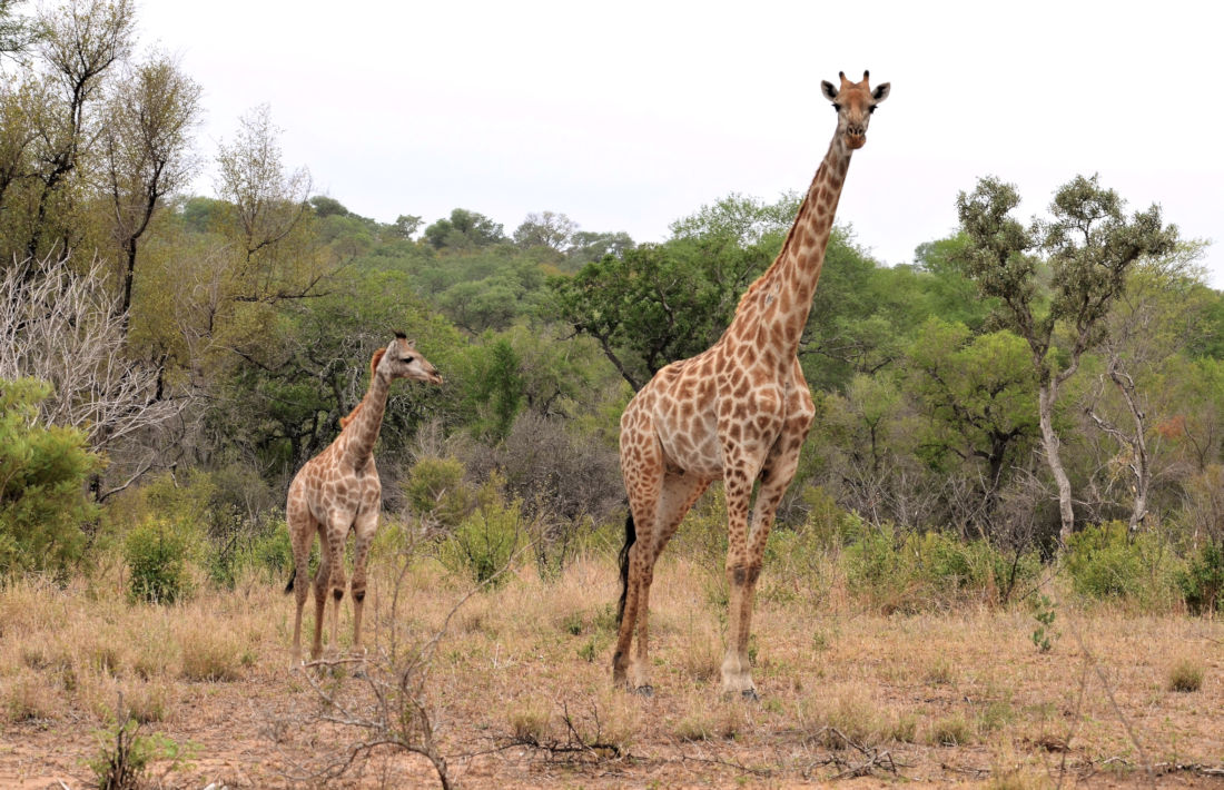 Giraf met jong in het Kruger Park