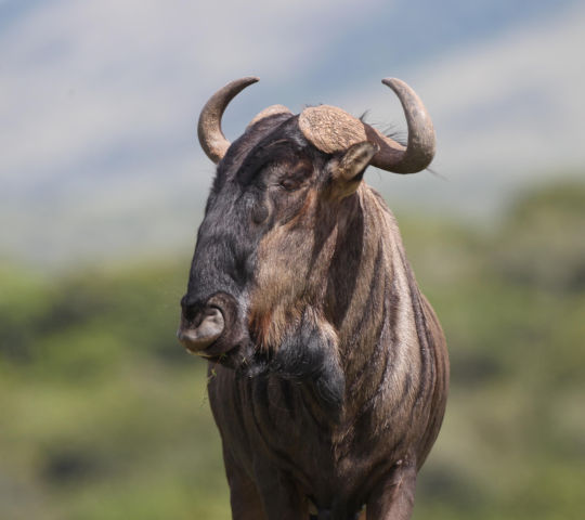 Gnoe tijdens safari luxe wijnreis Zuid-Afrika