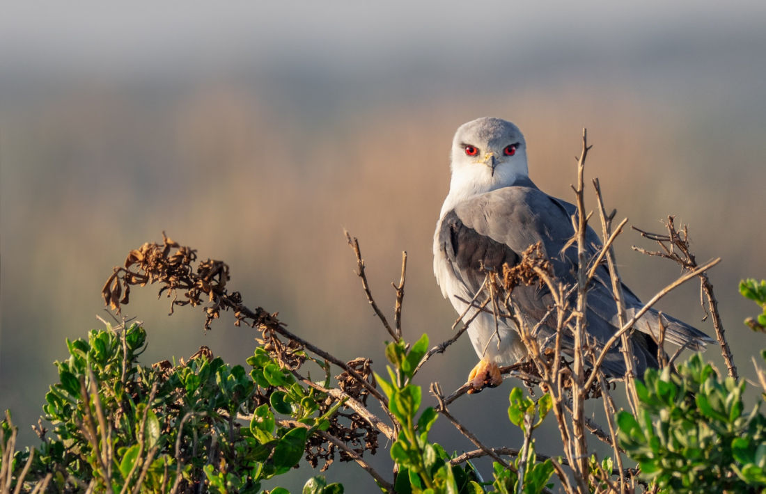 Havik in de Kalahari in Namibie