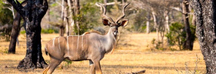 Koedoe in wildpark in Afrika