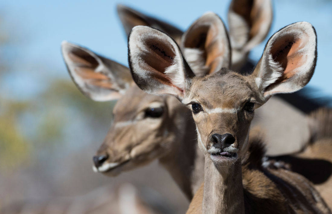 Koedoes in Etosha National Park