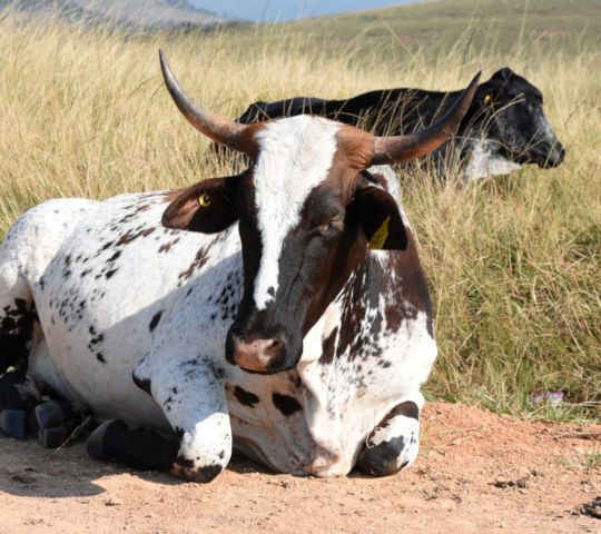 Koeien langs de kant van de weg in Swaziland 1