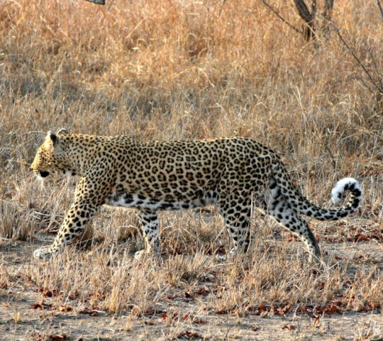 Luipaard Kruger National Park