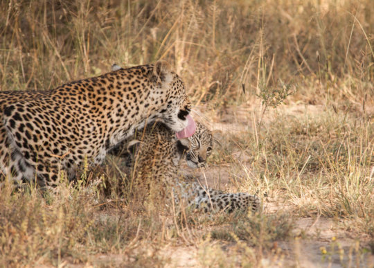 Luipaard met jong in het gras bij Chitwa Chitwa Lodge