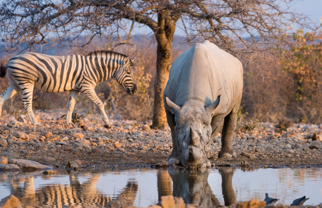 Neushoorn en zebra in Etosha National Park