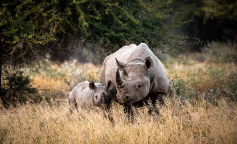 Neushoorn met jong in prive wildpark in Zuid Afrika