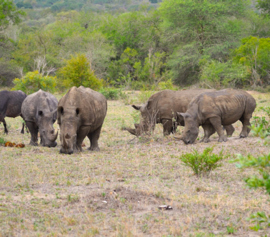 Neushoorns tijdens safari in prive wildpark in Zuid Afrika