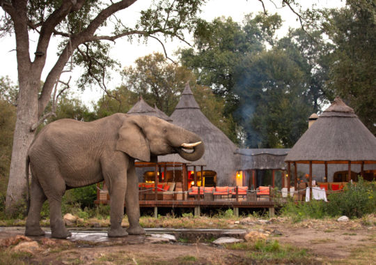 Olifant bij Hoyo Hoyo Safari Lodge