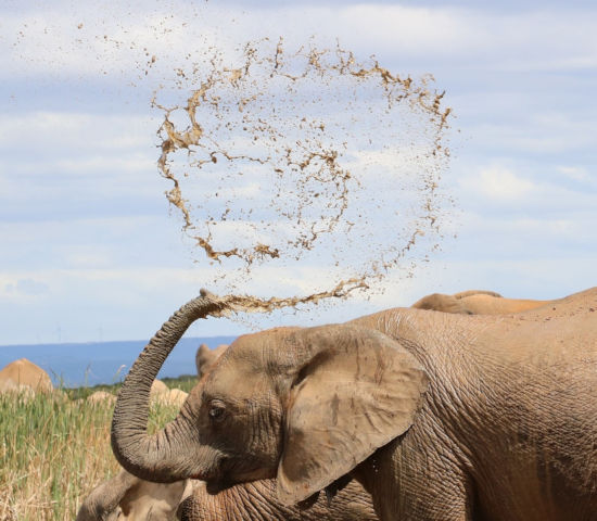 Olifant in Addo Elephant Park