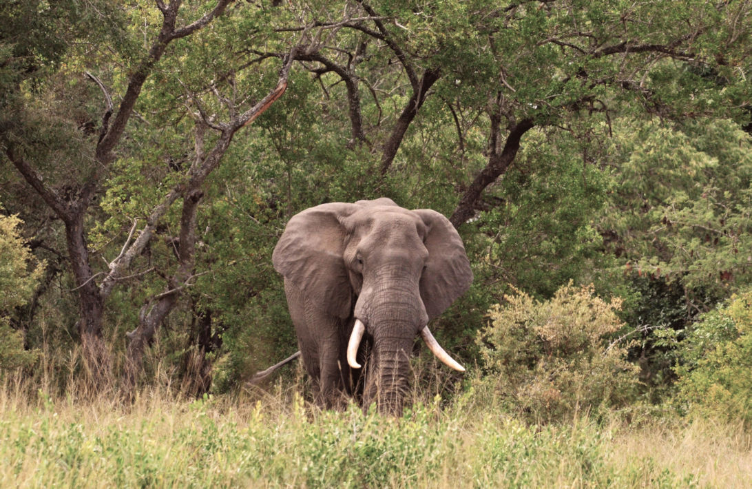 Olifant tijdens safari in het Kruger Park