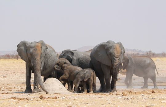 Olifanten in Etosha National Park