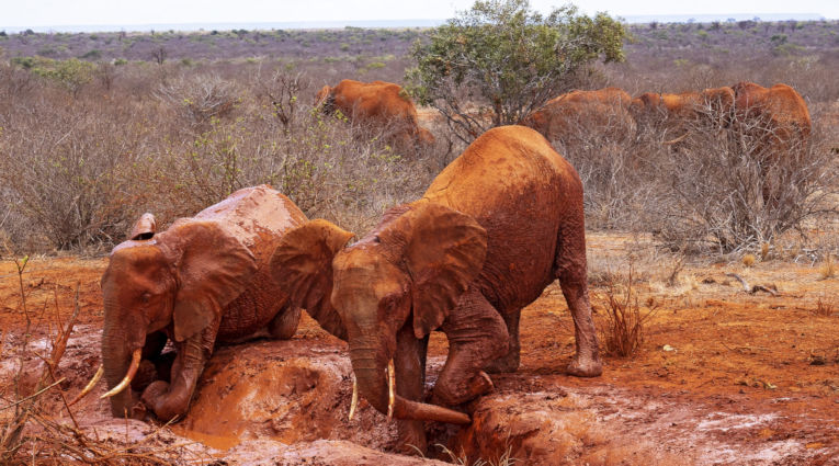 Olifanten in het Tsavo West National Park in Kenia