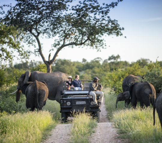 Olifanten tijdens privé safari bij Simbavati Hilltop Lodge