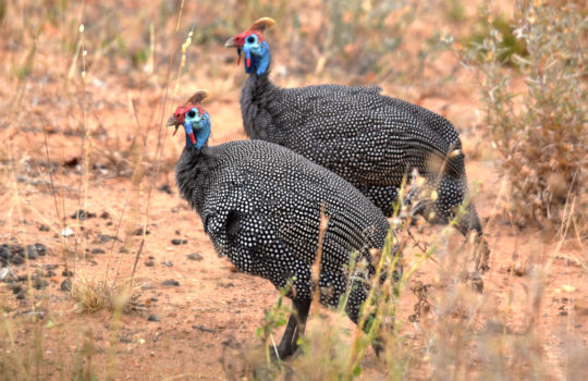 Parelhoenders tijdens familiereis in Zuid Afrika