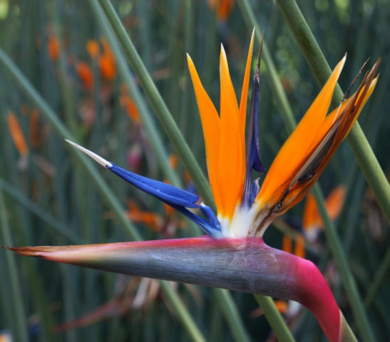 Strelitzia Zuid Afrika