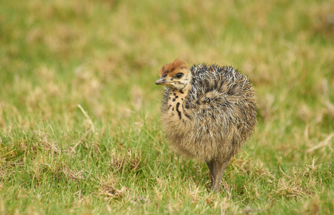 Struisvogelkuiken in Oudtshoorn