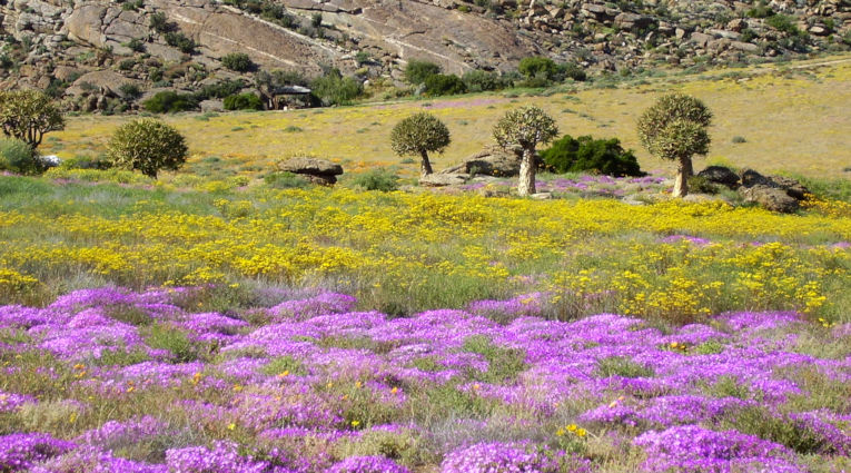 Veldbloemen in de Noordkaap provincie van Zuid Afrika