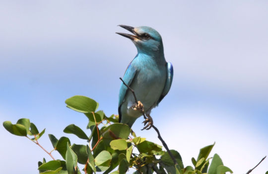 Vogel in Zuid Afrika